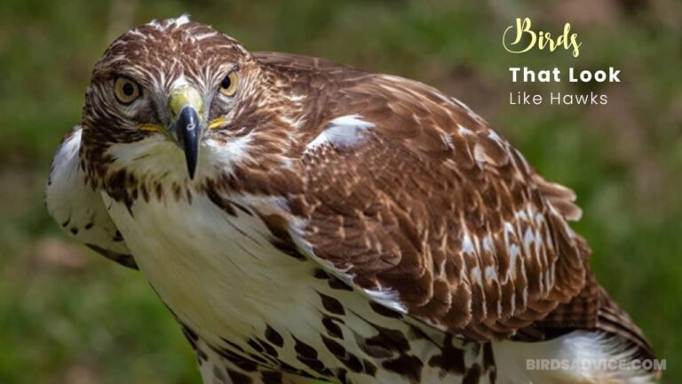 10 Birds That Look Like Hawks Red Tailed Hawk BirdsAdvice