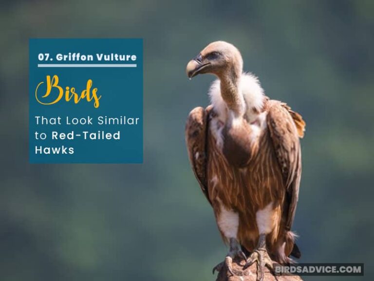 10 Birds That Look Like Hawks RedTailed Hawk BirdsAdvice
