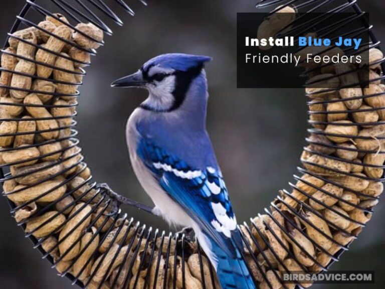 How To Attract Blue Jays To Your Yard 9 Exclusive Tips