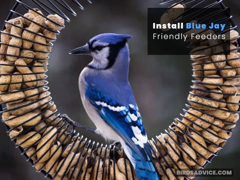 Install Blue Jay Friendly Feeders
