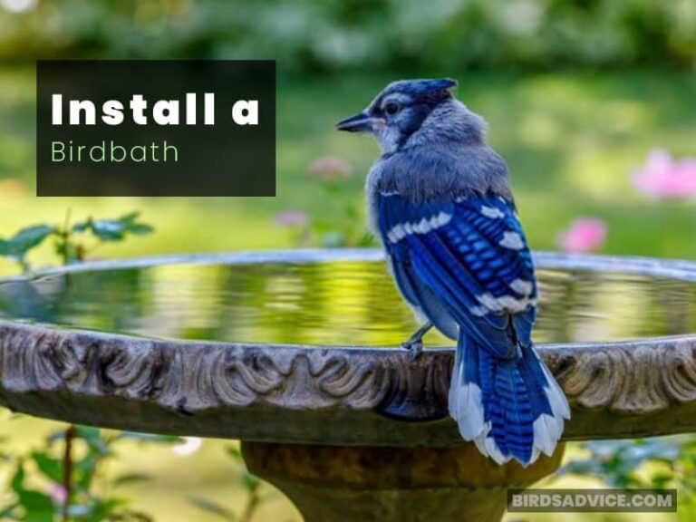 How To Attract Blue Jays To Your Yard 9 Exclusive Tips