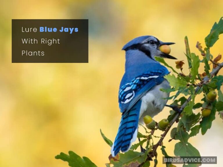 How To Attract Blue Jays To Your Yard 9 Exclusive Tips