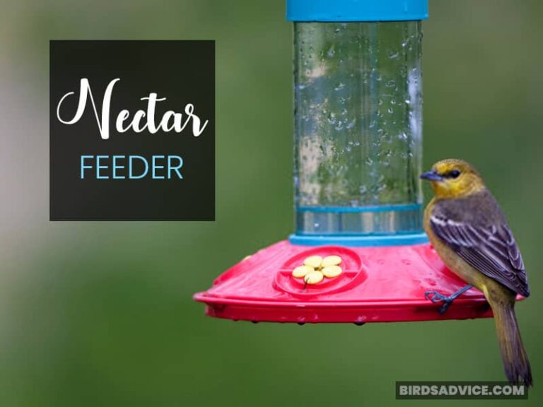 How To Feed Wild Birds? 4 Simple Strategies Birds Advice