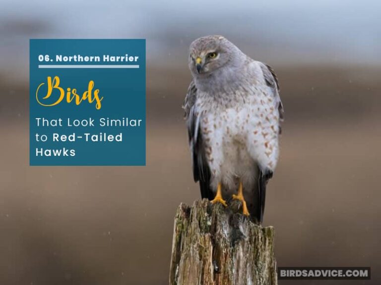 10 Birds That Look Like Hawks RedTailed Hawk BirdsAdvice