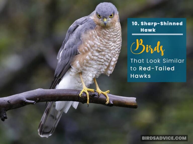 10 Birds That Look Like Hawks RedTailed Hawk BirdsAdvice