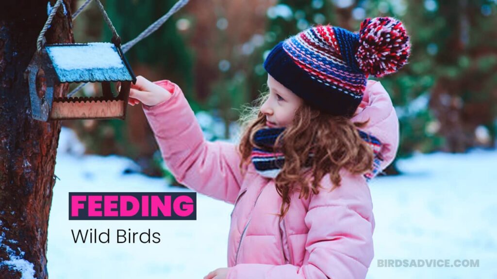 How To Feed Wild Birds? 4 Simple Strategies | Birds Advice