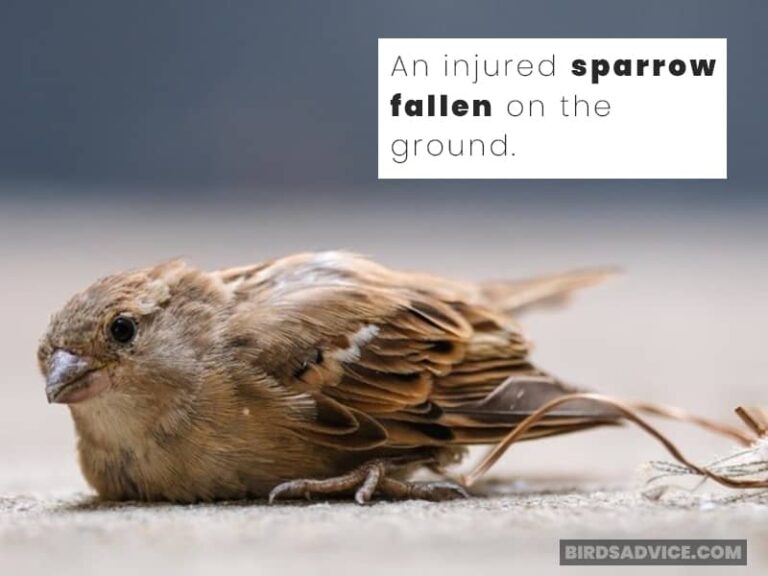 How Long Do Sparrows Live? The Lifespan Of Various Sparrows