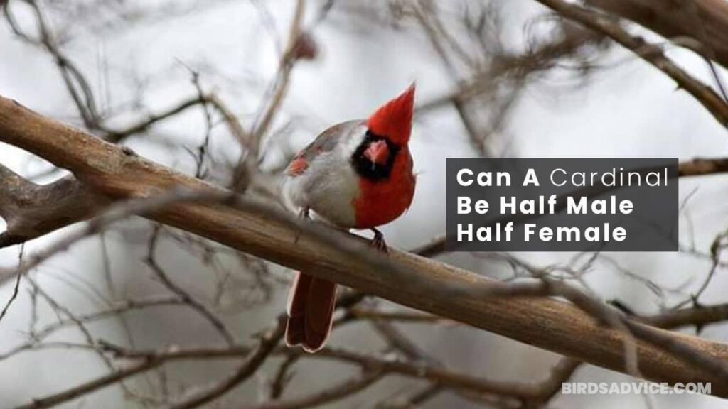 Can A Cardinal Be Half Male Half Female Birds Advice