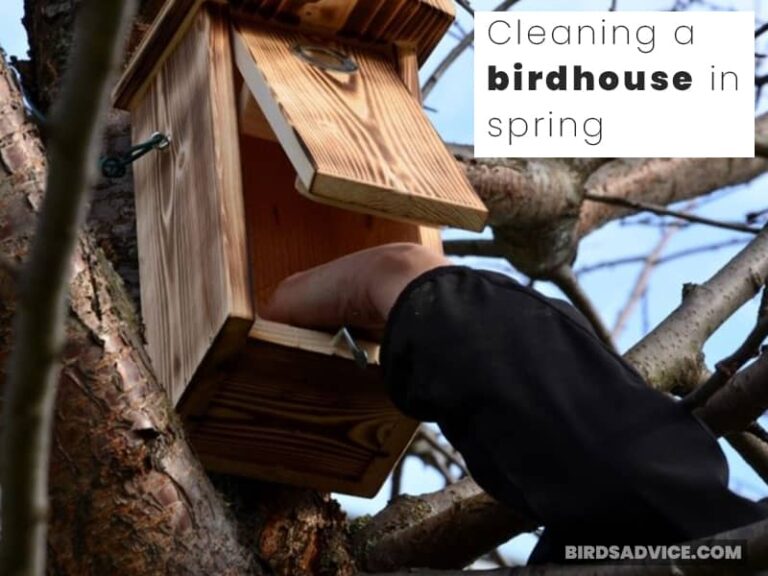 How Long Do Sparrows Live? The Lifespan Of Various Sparrows