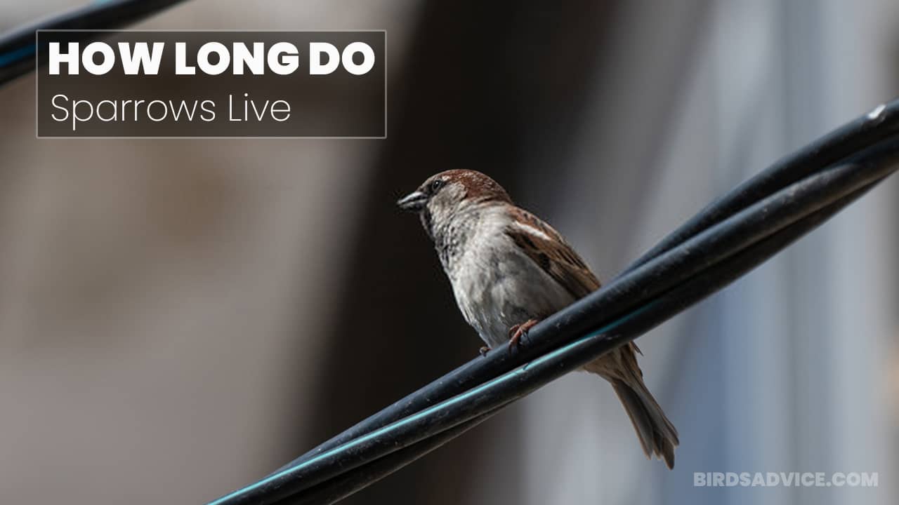 How Long Do Sparrows Live