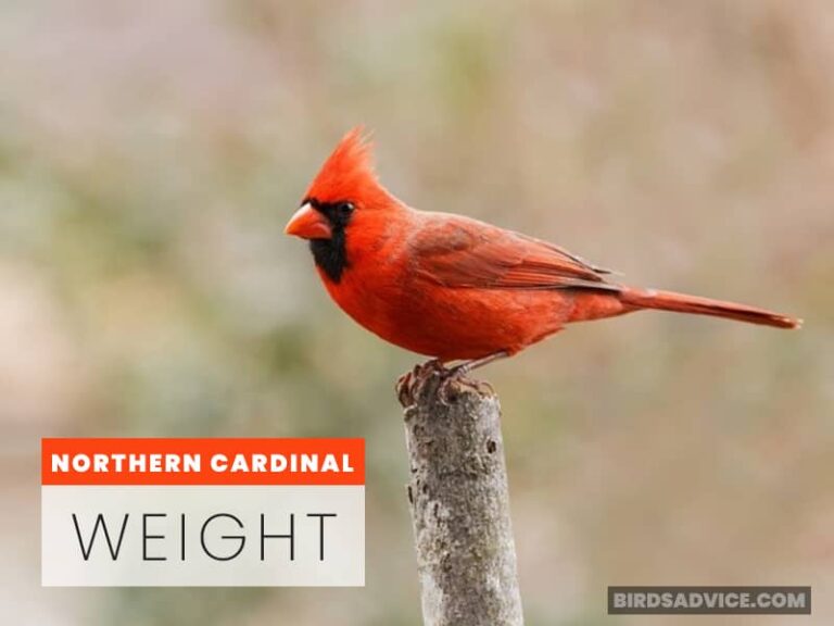 How Much Do Cardinals Weigh? Four Cardinals Birds Advice