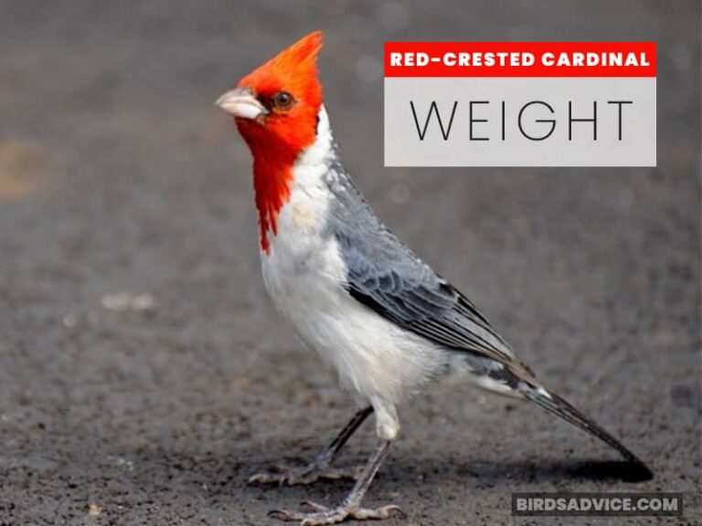 How Much Do Cardinals Weigh? Four Cardinals Birds Advice