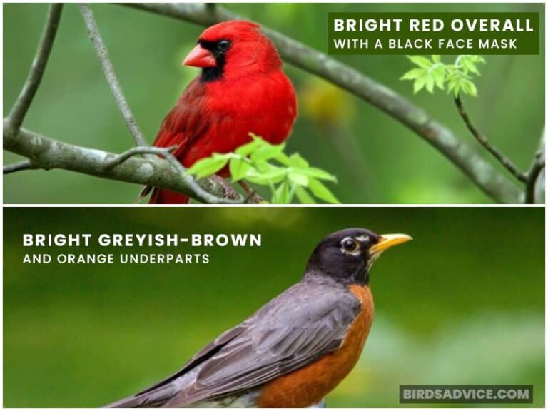 Robin VS Cardinal What’s The Difference? Birds Advice