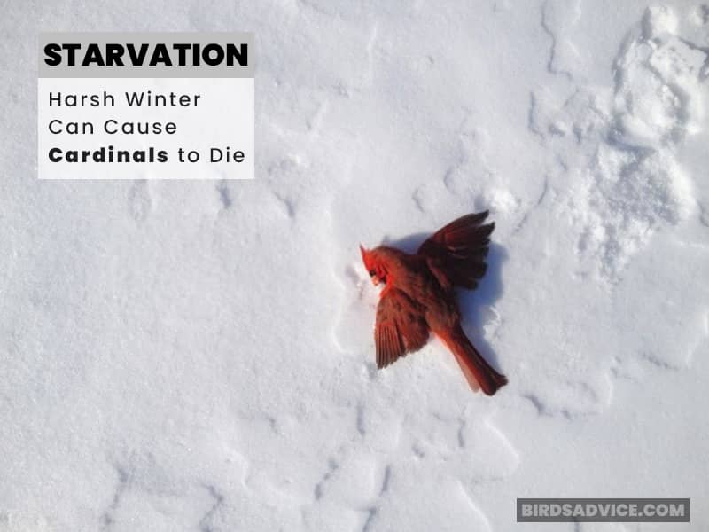Starvation