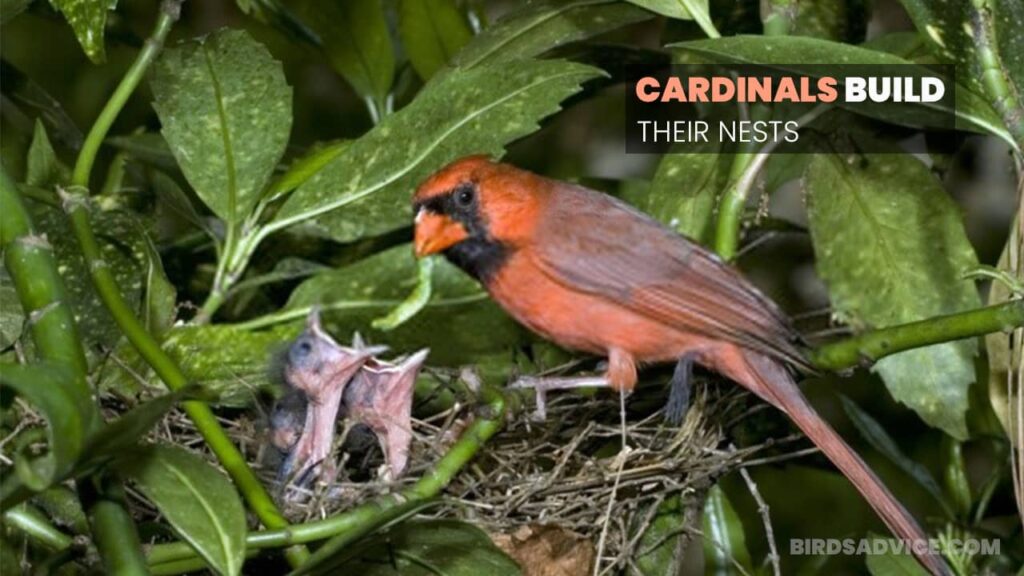 Where Do Cardinals Build Their Nests? Birds Advice