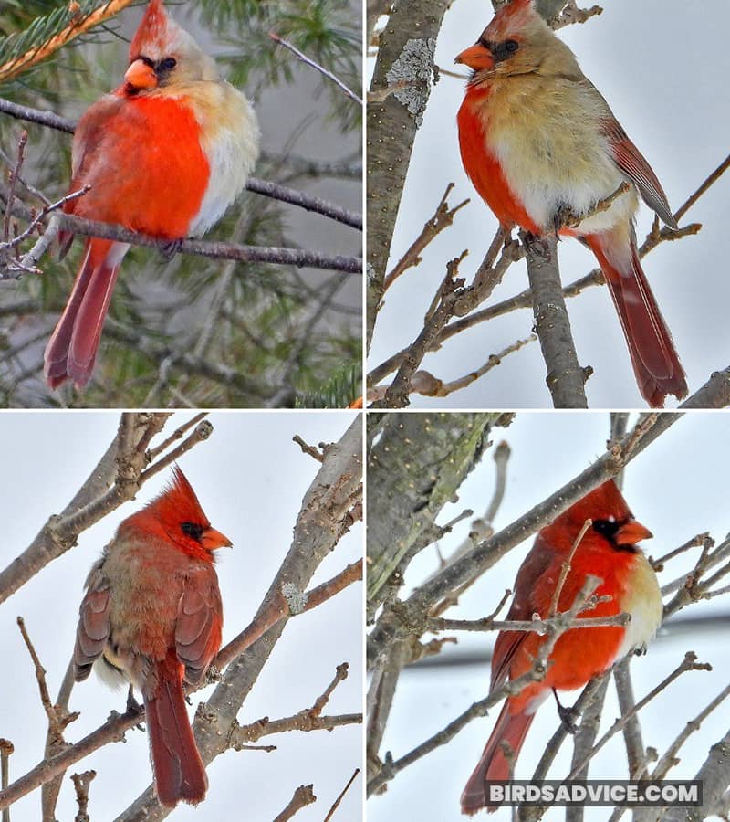 Images of the rare cardinal