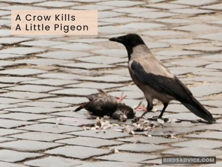 Why Are Crows Associated With Death? Birds Advice