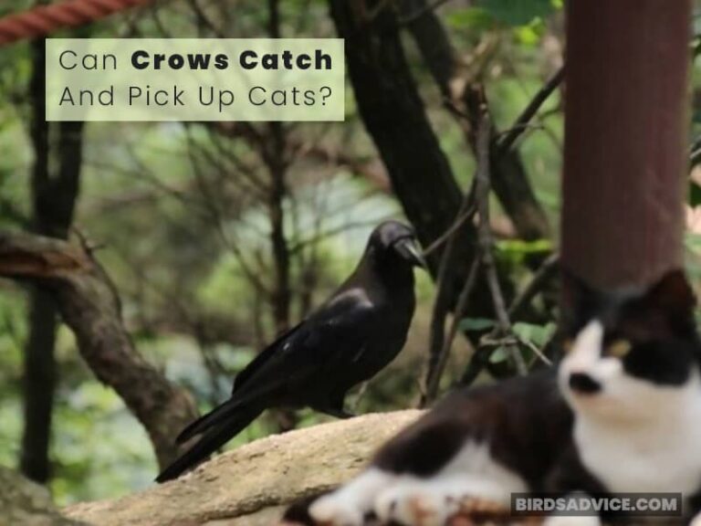 Do Crows Attack Cats? Birds Advice