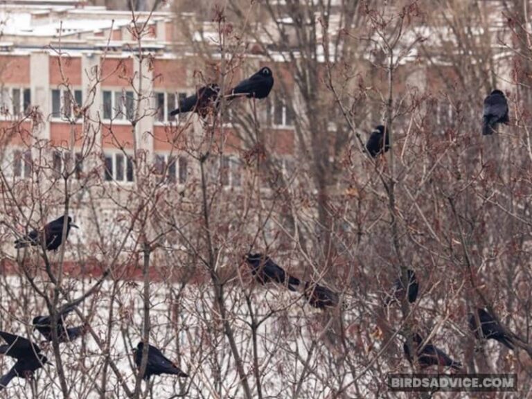 What Does It Mean When Crows Gather Around Your House?