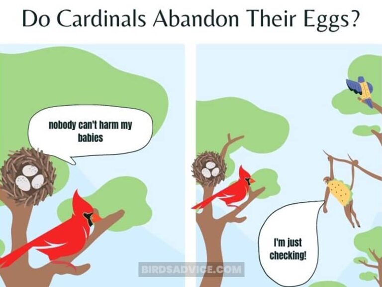 Do Cardinals Abandon Their Babies & Eggs? Reasons & Facts