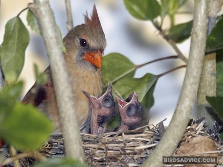 Where Do Cardinals Sleep At Night? Birds Advice Guide