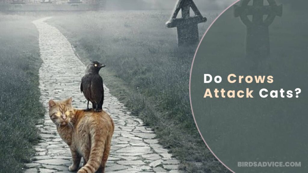 Do Crows Attack Cats? Birds Advice