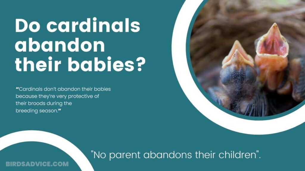 Do Cardinals Abandon Their Babies & Eggs? Reasons & Facts