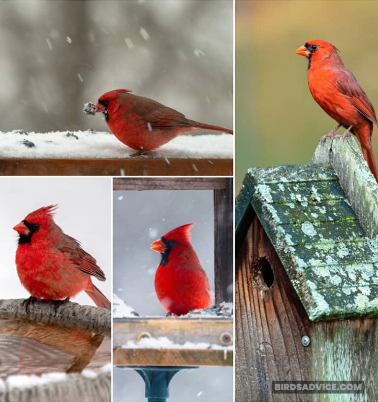 Do Cardinals Migrate? A Guide OF Winter Cardinals