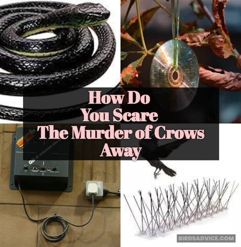 What Does It Mean When Crows Gather Around Your House?