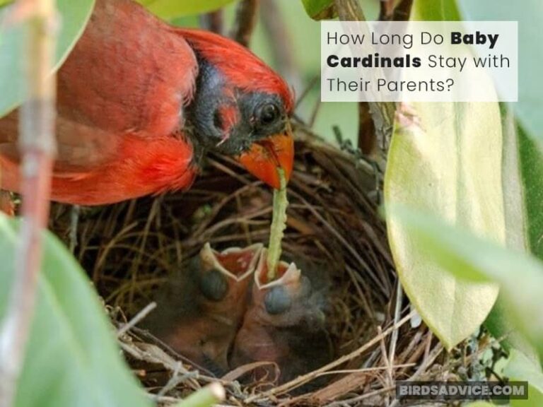 Do Cardinals Abandon Their Babies & Eggs? Reasons & Facts