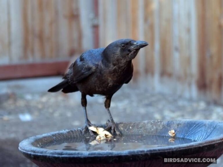 What Does It Mean When Crows Gather Around Your House?