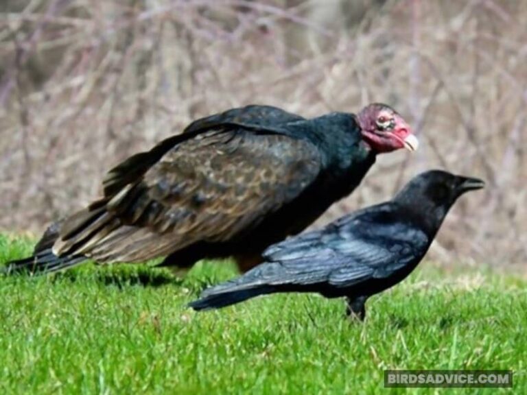Why Are Crows Black? The Reasons You May Never Know
