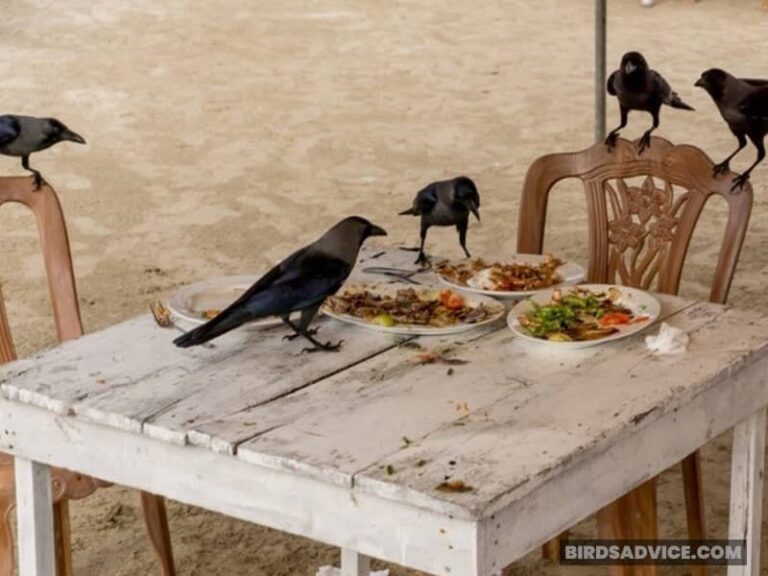 What Does It Mean When Crows Gather Around Your House?