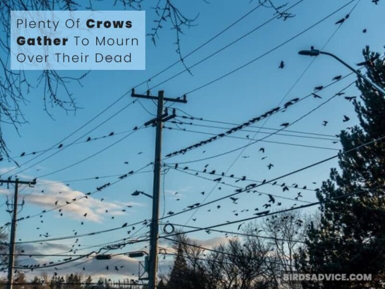 What Does It Mean When Crows Gather Around Your House?