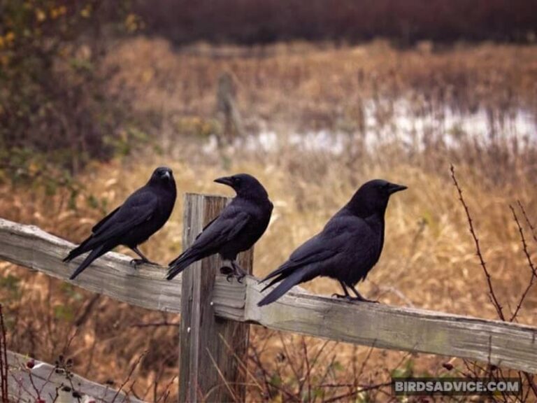 Can Crows Sense Death? Do They Have Supernatural Power?