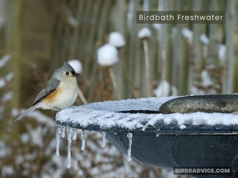 How Do Birds Drink Water In The Winter? Birds Advice