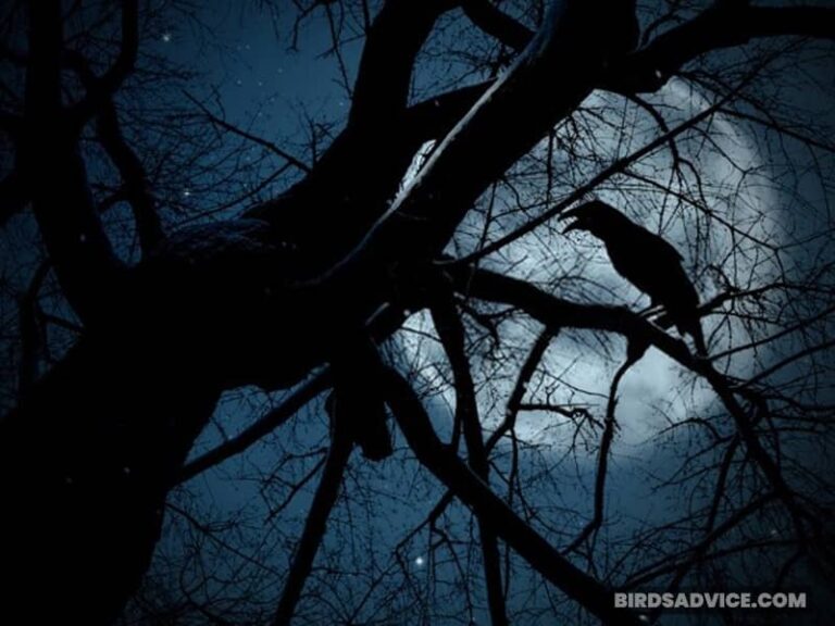 Why Do Crows Make Noise At Night? 7 Probable Reasons