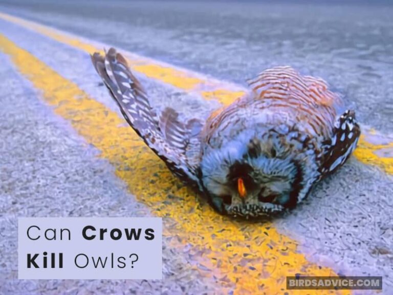 Do Crows Attack Owls? [And Vice Versa] Birds Advice
