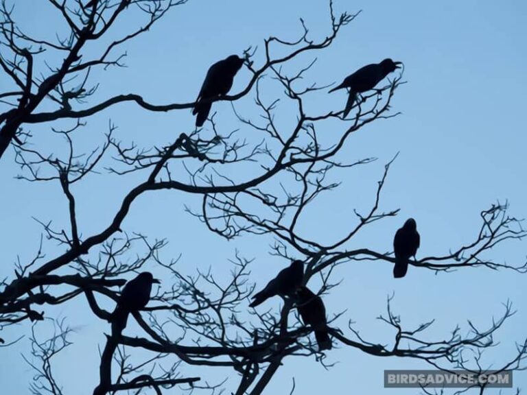Why Do Crows Make Noise At Night? 7 Probable Reasons