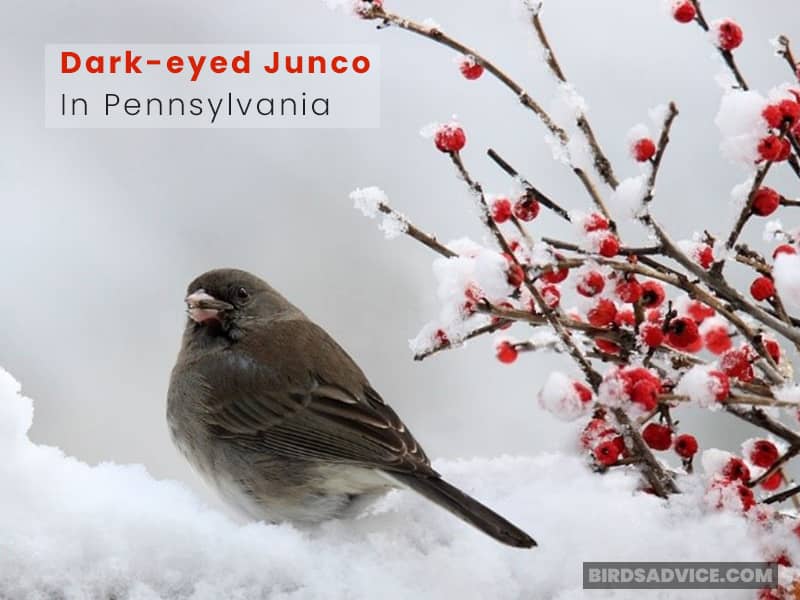 Dark-eyed Junco in Pennsylvania
