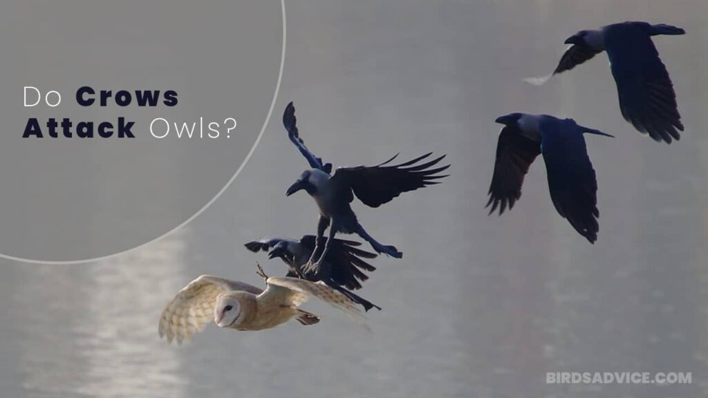 Do Crows Attack Owls? [And Vice Versa] Birds Advice