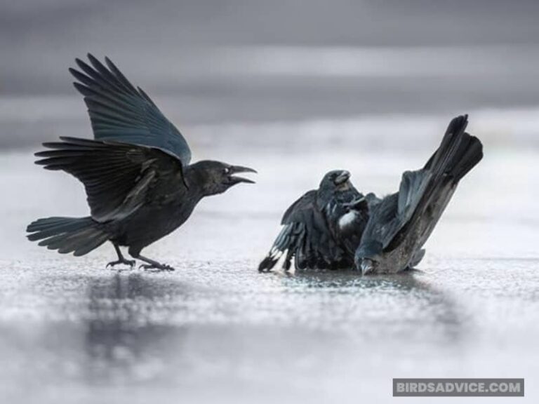 Why Do Crows Attack Other Crows? Birds Advice