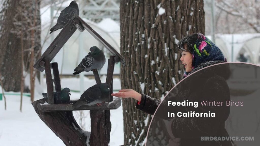 Feeding Winter Birds In California Birds Advice