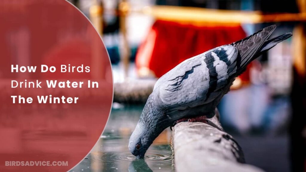 How Do Birds Drink Water In The Winter? Birds Advice