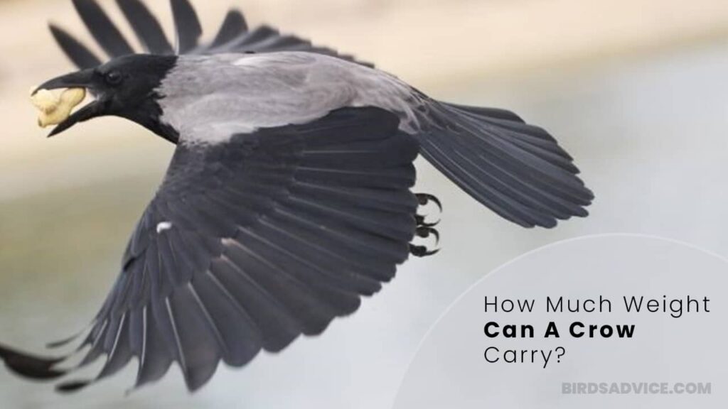 How Much Weight Can A Crow Carry? Birds Advice