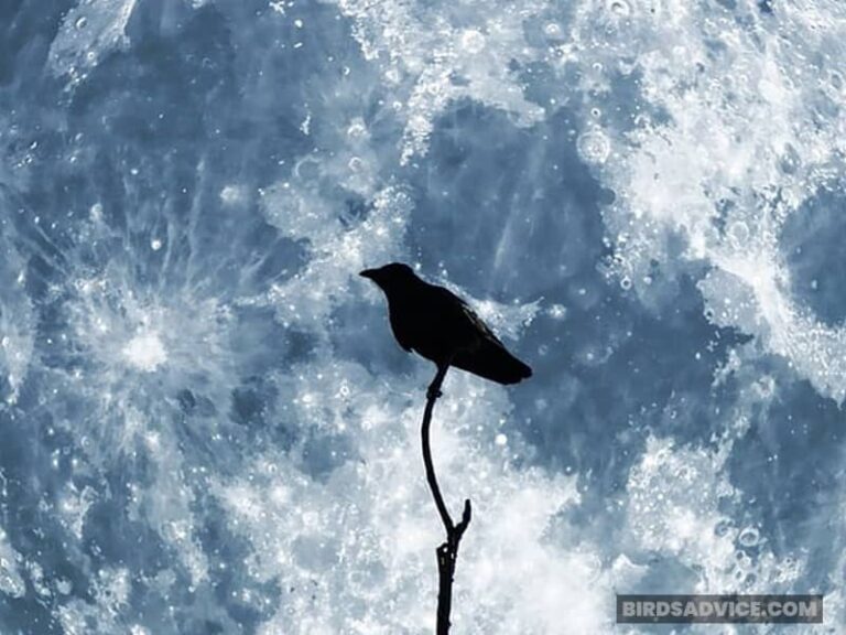 Why Do Crows Make Noise At Night? 7 Probable Reasons