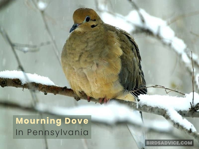 Mourning Dove in Pennsylvania