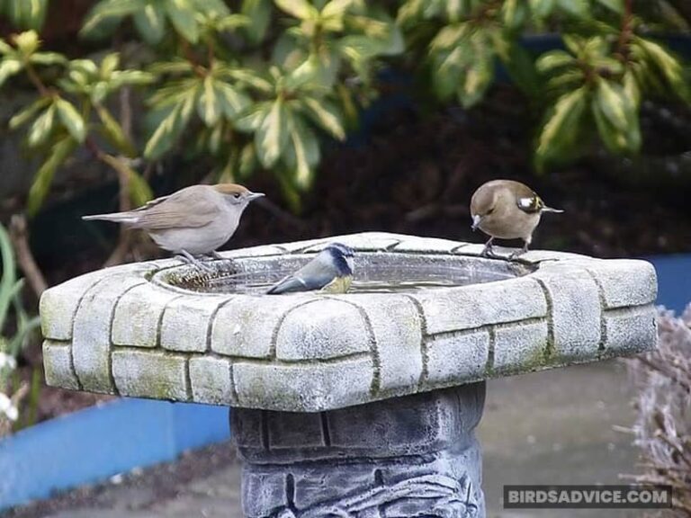 How Do Birds Drink Water In The Winter? Birds Advice