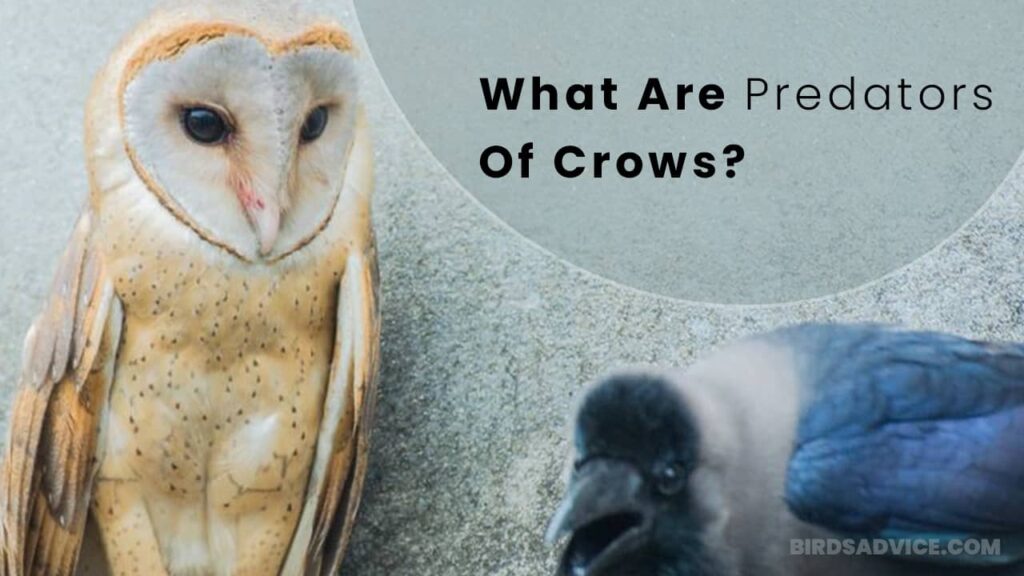 What Are Predators Of Crows? Birds Advice