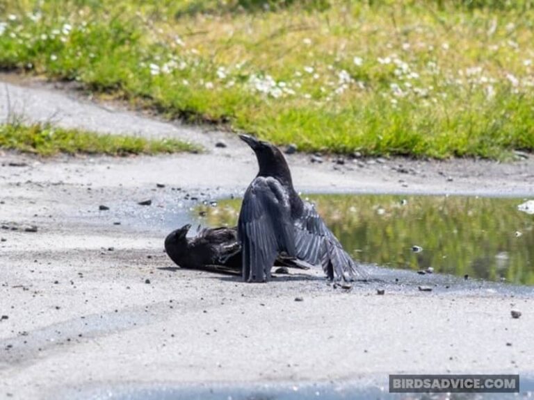 Why Do Crows Attack Other Crows? Birds Advice